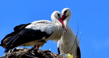 (ГАЛЕРИЈА) Штрковите пристигнаа во Македонија