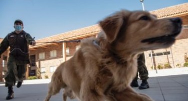 СЛУЧАЈ ВО ЛАТИНСКА АМЕРИКА: Дресираат кучиња за да препознаваат заразени