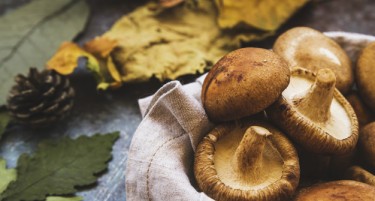 БЕРИЌЕТНА ГОДИНА: Печуркарите задоволни, ваков род немало 40 години