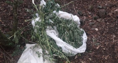 (ФОТО) Двајца дилери се приведени, полицијата открила 65 стебла канабис