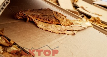 (ГАЛЕРИЈА) Откупот на тутунот продолжи, но револт се уште има