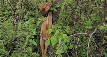 Пожално нема: Вознемирувачки фотографии од обесено куче во Демир Капија