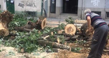 Богдановиќ: Исечени се само осум дрва на „Орце Николов“, биле шупливи и без корен