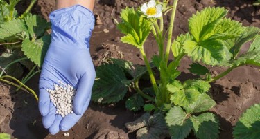 Украинската криза ќе ги вивне до плафон цените на вештачките губрива