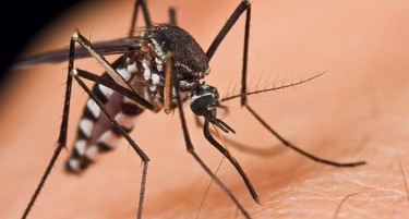 МОЖЕБИ СТЕ ОМИЛЕН ПЛЕН: Еве зошто баш вас ве напаѓаат комарците