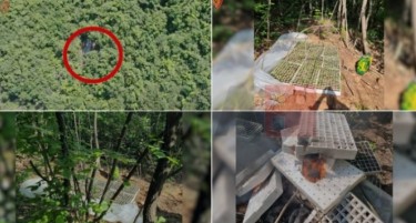(ВИДЕО) Албанската полиција откри огромна „стаклена градина“ со повеќе од 3.000 садници марихуана