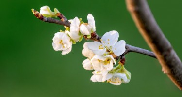 ШТО СЕ СЛУЧУВА СО ОВОШКИТЕ: Некои од нив процутеа и во есен