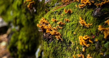 ЖИТЕЛИ НА РУРАЛНИТЕ СРЕДИНИ СОБИРААТ МОВ: Колку може да се заработи?