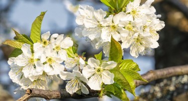 Дали топлото време ќе ги „измами“ овошките да процветаат порано?