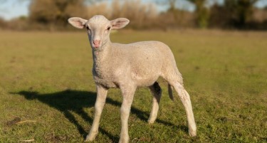 СЕ БЛИЖИ ВЕЛИГДЕН: Колку пари ќе ви требаат ако сакате да купите јагне?