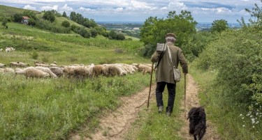 СТОЧАРИТЕ НУДАТ ПЛАТА ОД 1.000 ЕВРА: Албанија е последната станица за наоѓање овчари