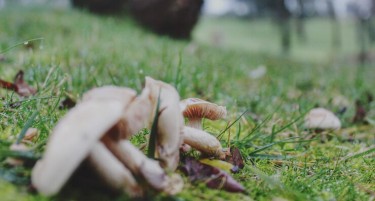 ПОЧНА СОБИРАЊЕТО И ОТКУПОТ НА ПЕЧУРКИ: Дали е на повидок успешна сезона?