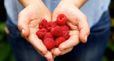 Најдобро е на килограм, но и најтешко: Колку се заработува од берење малини и сезонско овошје во Србија?