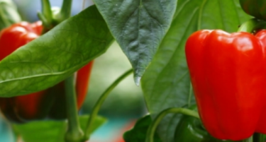 СРБИН ПРОИЗВЕДУВА ЕКСТРЕМНО ЛУТИ ПИПЕРКИ: Некои чинат мало богатство