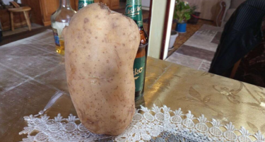 (ФОТО) ЧУДО НА ПРИРОДАТА: Србин се пофали со џиновските компири