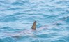 (ВИДЕО)  Ајкула уби 23 годишен Русин во Хургада