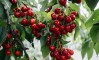 АКЦИЈА „НАБЕРИ САМ“: Бугарските овоштари ги пуштаат луѓето да берат цреши во овоштарниците